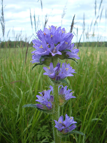 Campanula cervicaria